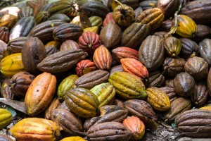 CU_0682: Cuba - Cacao Fruits