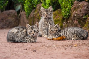 KD_1343: Northern India - Cats