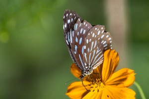 LC_0570: Laos - Butterfly