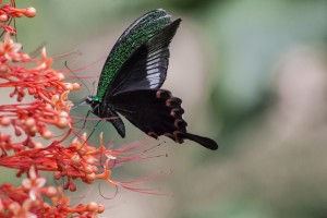 LC_0595: Laos - Butterfly