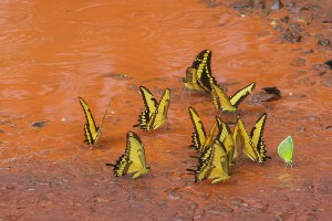 AR_1655: Northern Argentna - Butterflies in the mud