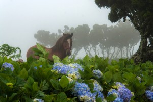 AZ_0191: Azzorre Islands - A horse in the fog