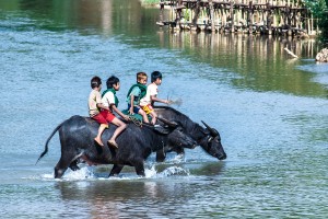 DB_2392: Myanmar - Children riding buffalos