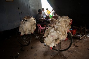 DB_2646: Myanmar - Transport of live chickens in a ferry