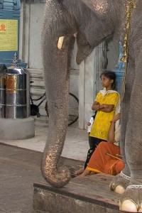 DE_0065: Southern India - Young girl with elephant