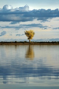 DO_3142: Mali - A tree on Niger river