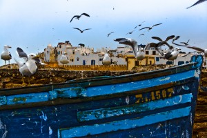 KA_1691: Morocco - Seagulls in Essaouira