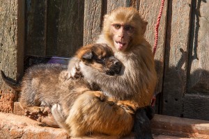KD_0292: Nepal - Friendship between a monkey and a dog