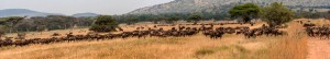 PAN_migrazione: Tanzania - Great Gnus migration