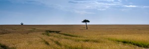 PAN_Masai Mara: Kenya - An Acacia in savannah