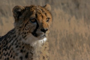 SN_0404: Namibia - Young Cheetah