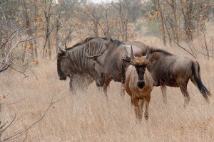 SU_0190: Sothafrica - Gnus at Kruger N. P.