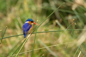 SU_2101: Southafrica - Kingfisher