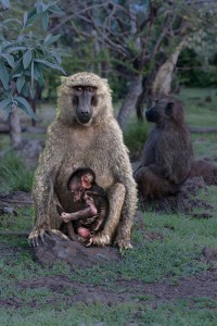 TA_0107: Kenya - Maternity