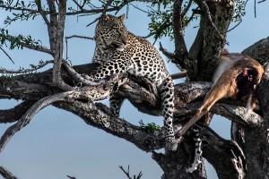 TA_0126: Tanzania - Leopard with his prey