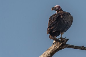 TA_0571: - Tanzania - Vulture