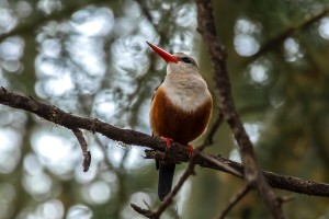 TA_0012: Tanzania - Woodpecker