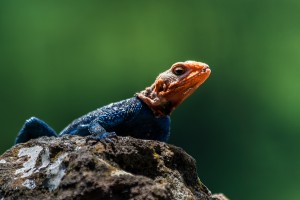 TA_0065: Tanzania - Multicolored Lizard