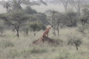 TA_0260: Tanzania - Hunting Cheetah