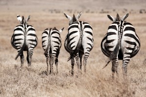TA_0300: Tanzania - Zebras at Ngorongoro N. P.