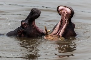 TA_0412: Tanzania - Hippos
