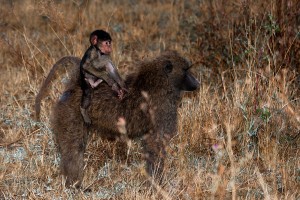 TA_0503: Tanzania - Young baboon with his mother