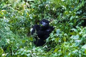 UG_1179: Uganda - Mountain Gorilla