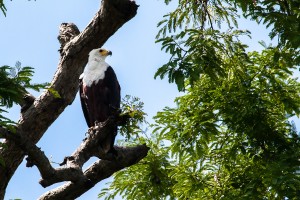 UG_0322: Uganda - African Fish Eagle